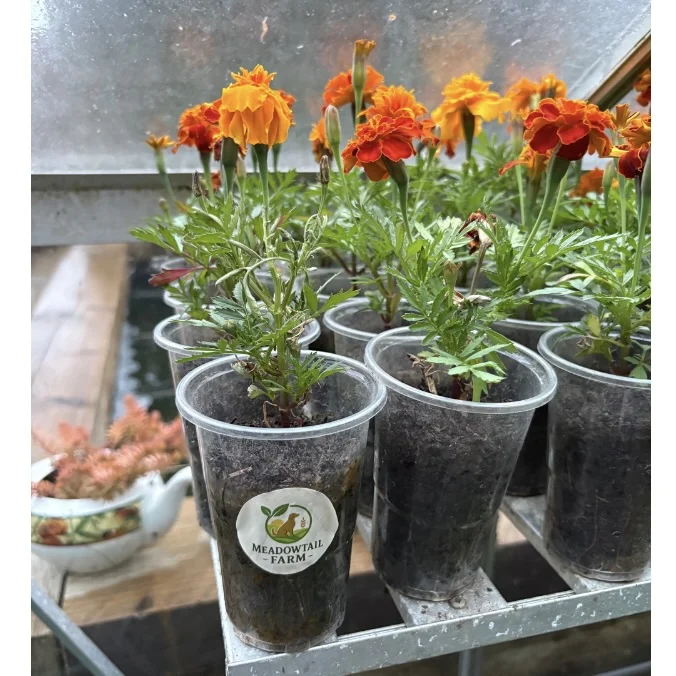 Homegrown Red Marigold Plants – £0.50 Per Plant 🌺🌱
