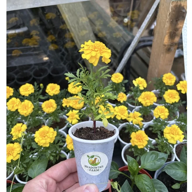 Homegrown Yellow Marigold Plants – £0.50 Per Plant 🌼🌱