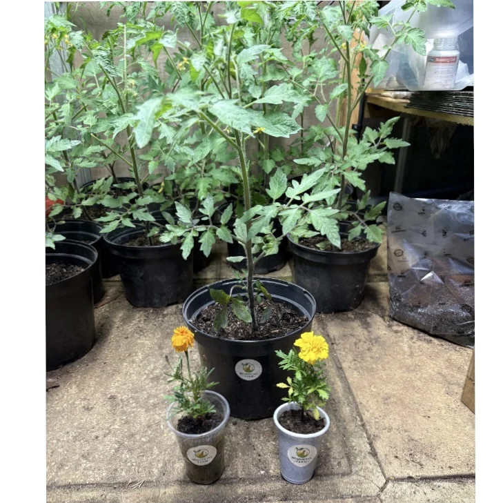 Garden Plant Bundle Offer – These 3 Plants for £3.50 🌱🍅🌼
