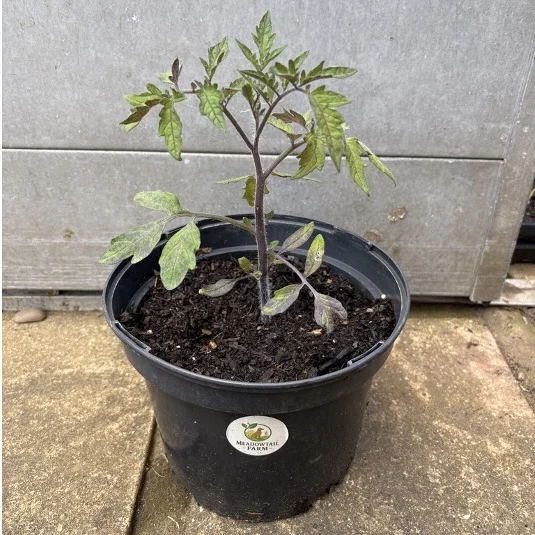 Homegrown Tomato Plants – £4 Per Plant 🍅🌱