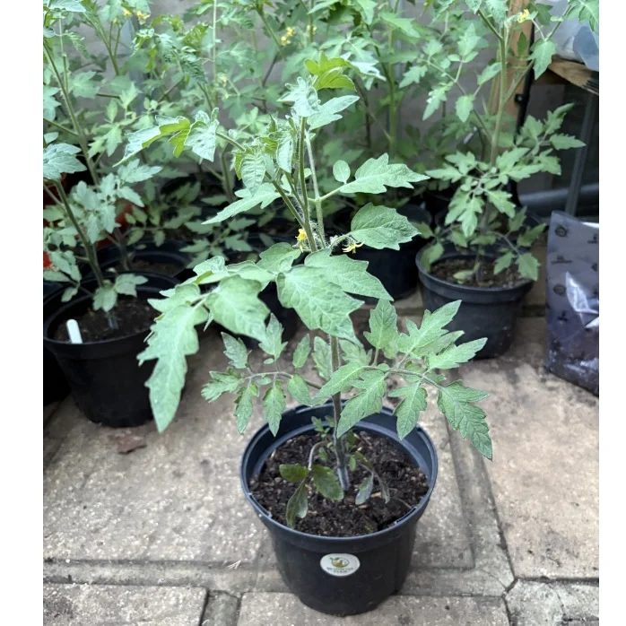 Homegrown Tomato Plants – £3 Per Plant 🍅🌱