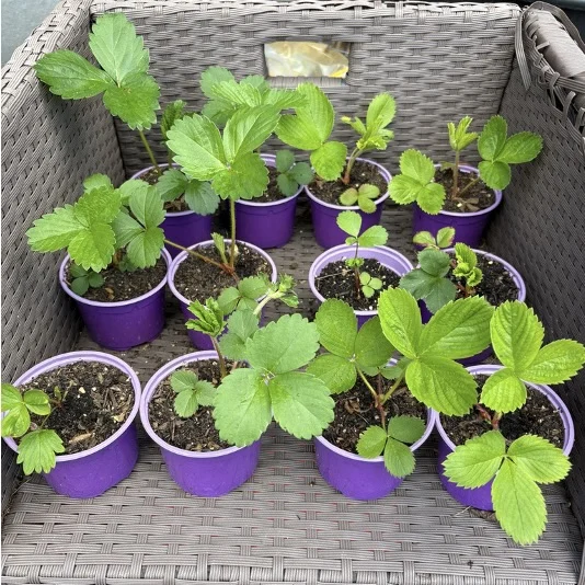 Homegrown Strawberry Plants – £1 Per Plant 🍓🌱